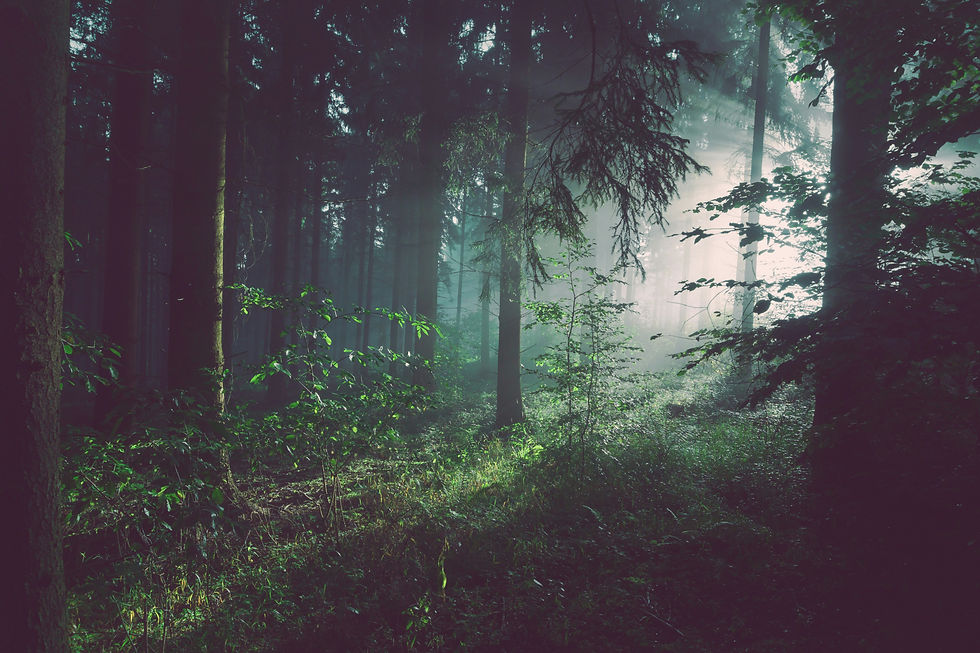 Things the Forest Knows That Cities Forget