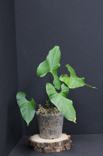 full grown money tree plant 5-7ft Tall Money Tree: Good Luck and Great Looks – Dahing Plants main image 0