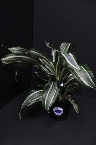 glückskastanie ableger am stamm Glückskastanie Pachira Aquatica Zimmerpflanze Ø24cm 140cm kaufen main image 0