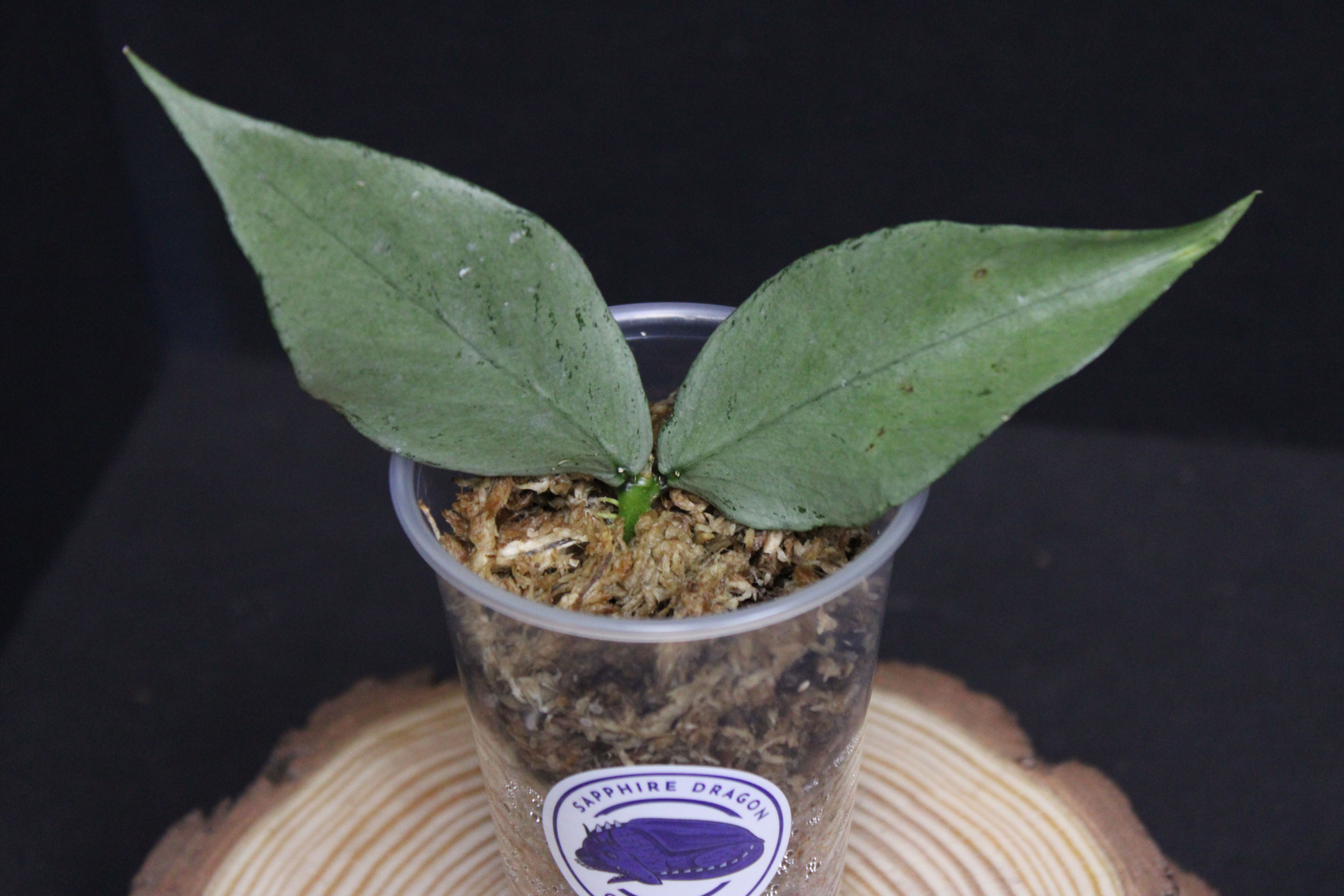 Broget Sliver - Hoya polyneura, Mermaid's Tail