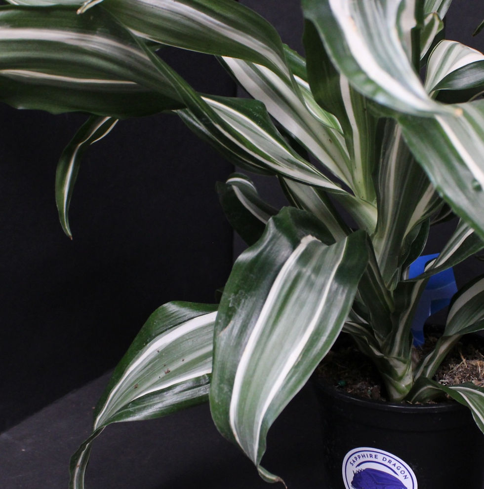 Thumbnail: Dracaena Jade Jewel