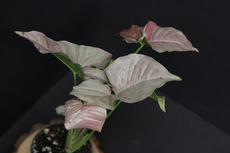 Thumbnail: Syngonium Pink Spot