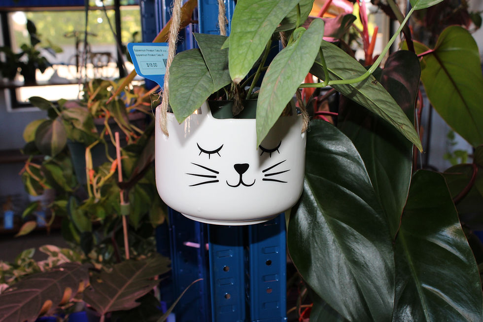Thumbnail: Hanging Cat Planter