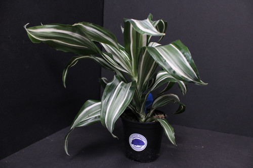 jade leaf plant Jade Plant  Lichtenfelt's