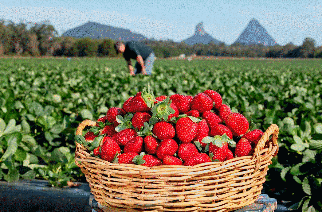 Strawberry Picking