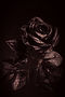 Closeup photo of a raindrop-covered black rose