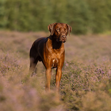 448A2193-Bearbeitet.jpg