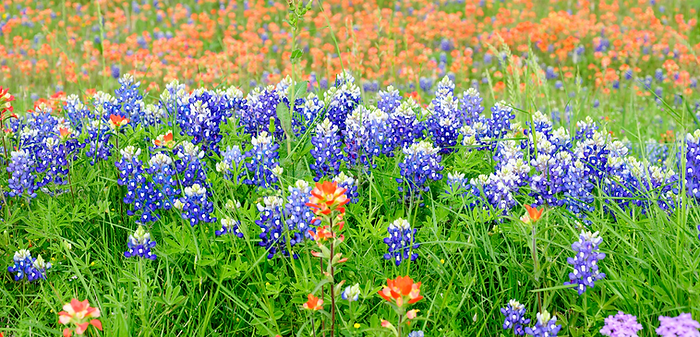 bluebonnets (1).png