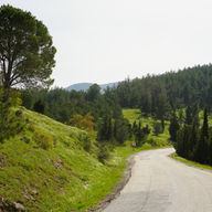 A quiet forest road winding through pine trees on a green hillside in Manisa