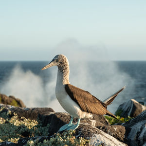 Galapagos Islands
