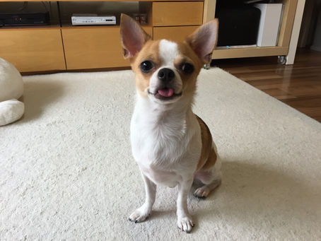 【卒業犬　チワのすけ】ピンポン吠えトレーニング（埼玉県川口市）