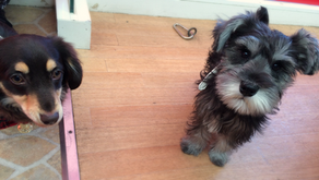 １２月２０日パピーパーティー開催！