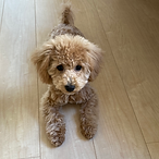 川口市 蕨市 戸田市 ドッグトレーニング 犬しつけ パピートレーニング ドッグトレーナー
