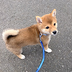 ドッグトレーニング ドッグトレーナー 犬しつけ パピーパーティー 川口市 蕨市 戸田市