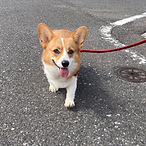 川口市 蕨市 戸田市 ドッグトレーニング ドッグトレーナー 犬のしつけ パピー教室