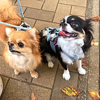 ドッグトレーニング ドッグトレーナー 犬しつけ パピーパーティー 川口市 蕨市 戸田市