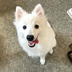 ドッグトレーニング ドッグトレーナー 犬しつけ パピーパーティー 川口市 蕨市 戸田市