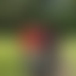 Building a HugelKulture Bed 