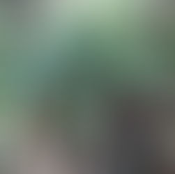 Orchid - Stelis ophioglossoides