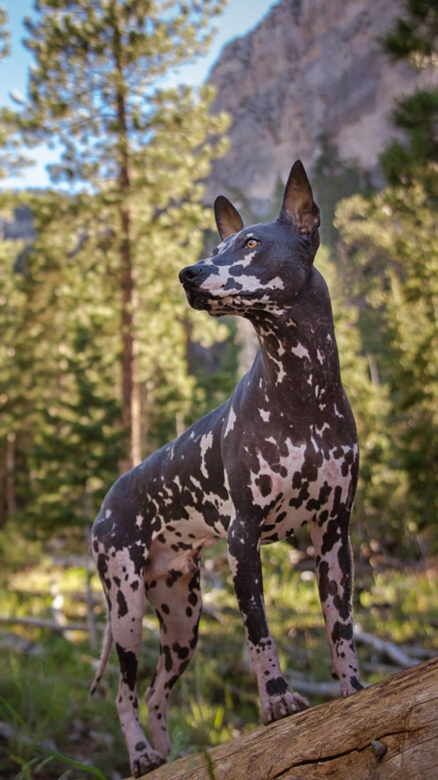 The Results Are In - Meet Our Pet Photo Contest Winners