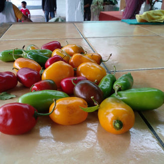 Rocoto - Capsicum pubescens 