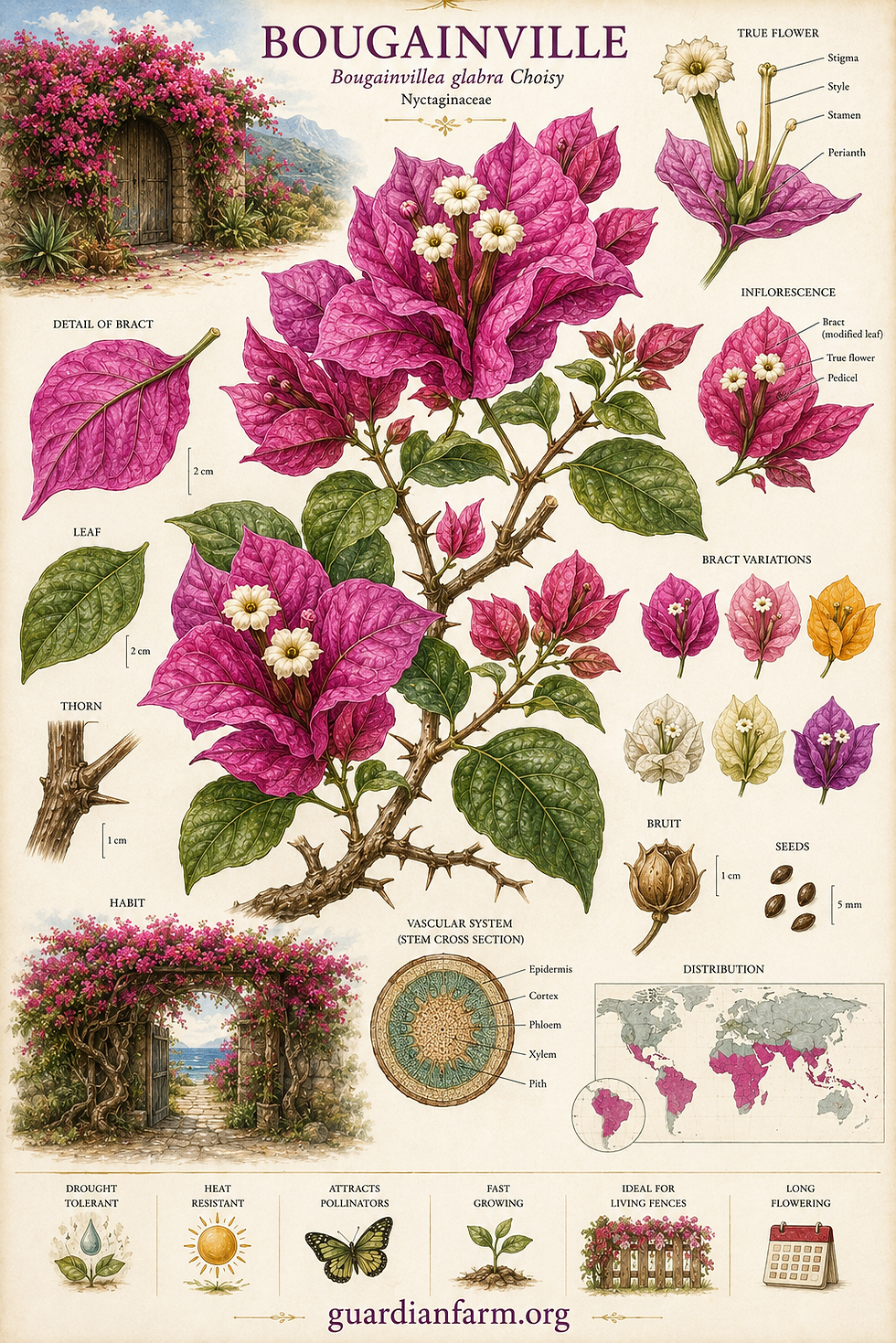 Bougainvillea / Trinitaria