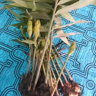 Young Ginger - Zingiber Officinale