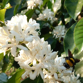 Coffee is in full bloom on the farm