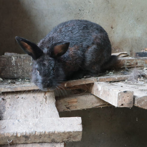 Bunny