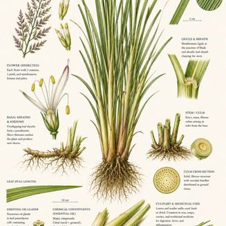 Lemongrass: The Fever Grass