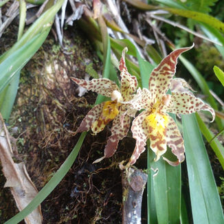 Orchid - Odontoglossum praestans
