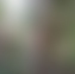 Melipona Stingless Bees.