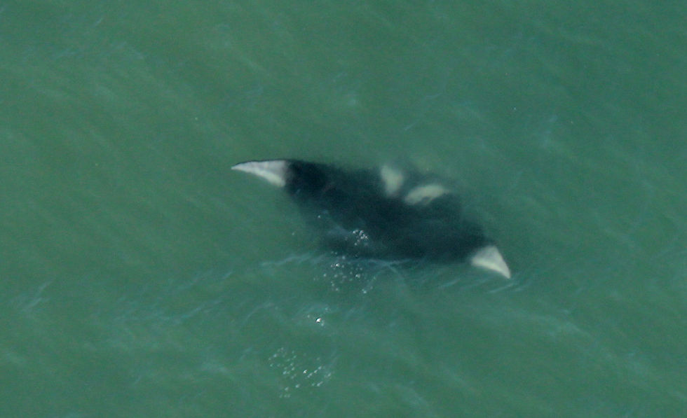 Sea life spotted on a helicopter flight.