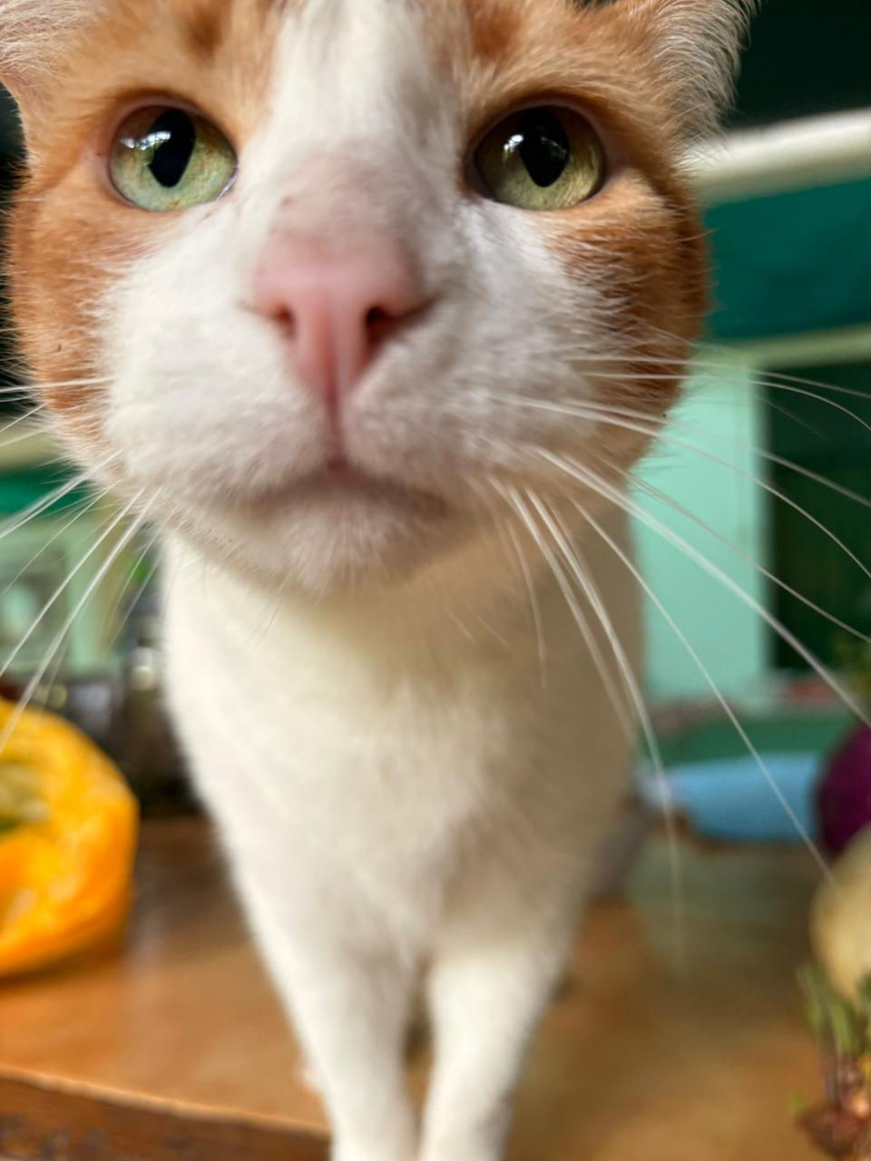 Contestants - Cat Photo Competition