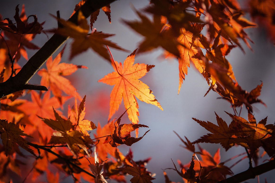 maple-g6586d73bc_1920.jpg