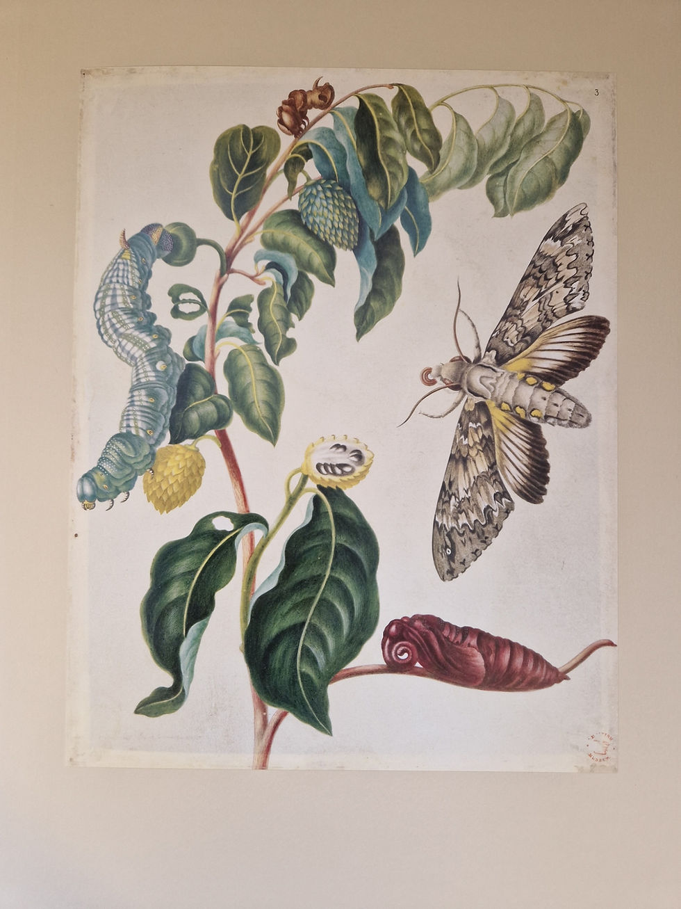 Thumbnail: Folio Society, The Surinam Album, Limited Edition Number 355