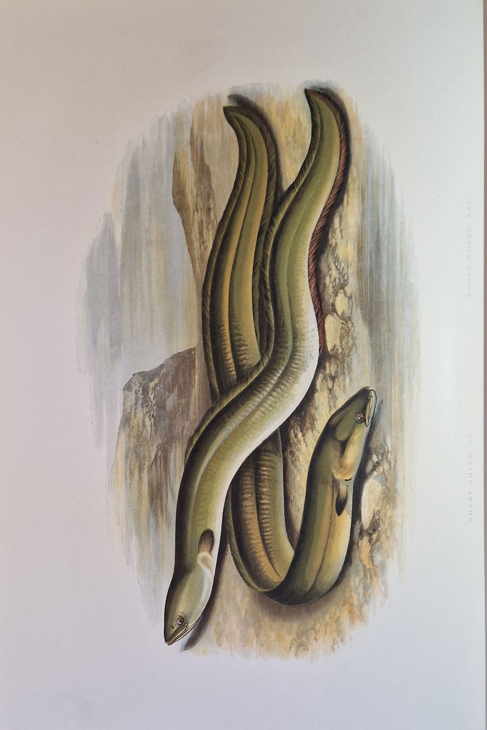 Thumbnail: Houghton, Reverend William : British Fresh-Water Fishes, Mackenzie, London 1879