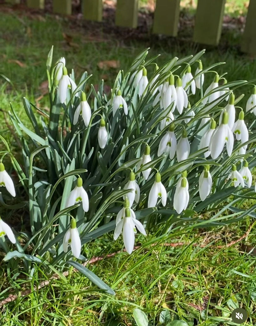 flowers in the outdoor classroom