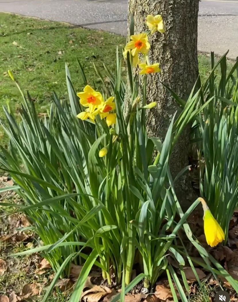daffodils in bloom at Ditcham Dragonflies