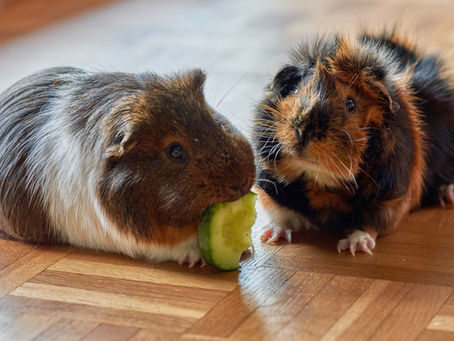 Por Que a Boca do seu Hamster e a do seu Porquinho-da-Índia são Mundos Diferentes?