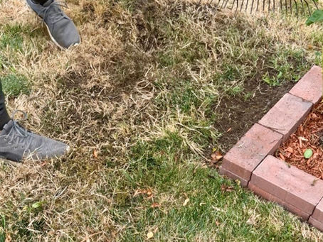 When to Renovate Your Lawn: Expert Guide for Lush, Green Results in 2025