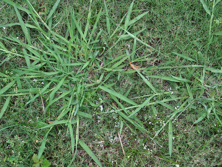 How to Get Rid of Crabgrass Naturally: Elimination Guide 2025