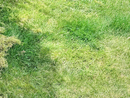 Why Is My Grass Growing in Clumps? 5 Common Issues & Expert Solutions