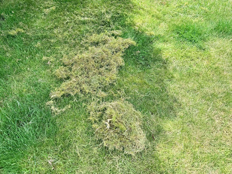 Lawn Thatch 101: Identifying, Understanding, and Eliminating Grass Thatch | 6 Steps