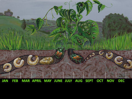 9 Signs of Grub Damage in Your Lawn (With Pictures) - 2025 Guide