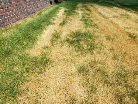 5 Best Grass Fungicides in 2025: Expert Reviews & Treatment Guide