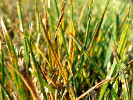 Eliminate Lawn Rust Forever: 6 Expert Solutions That Actually Work (2025)