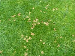 What is Dollar Spot Fungus: How to Identify and Control 2025