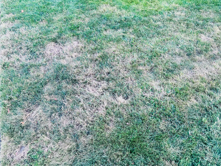 Why Is My Grass Yellow After Fertilizing? Expert Solutions for 2025