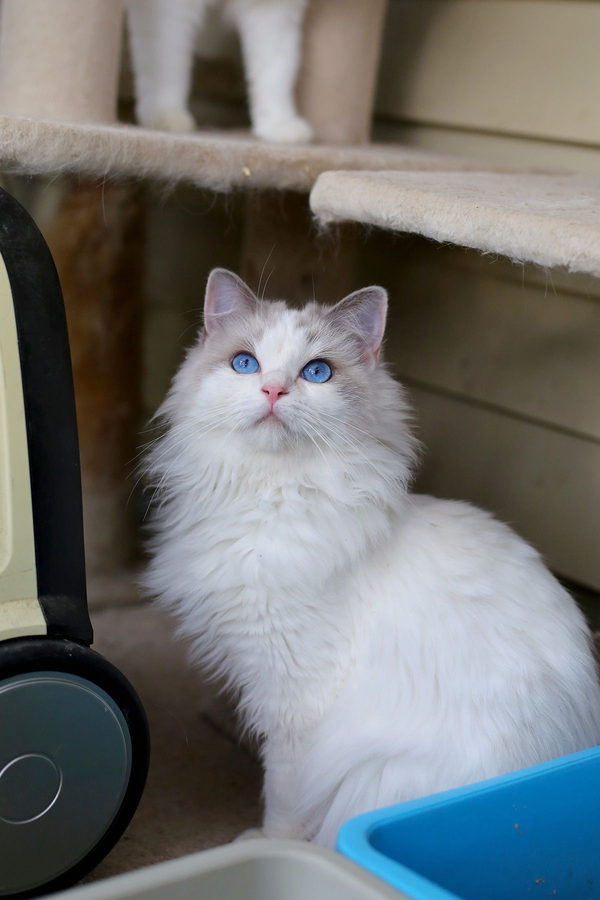 bluegem ragdolls